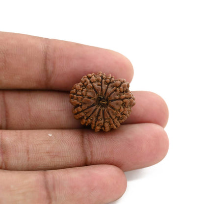 12 Mukhi Rudraksha (Nepal) 23.68 M.M.