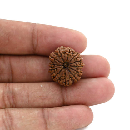 12 Mukhi Rudraksha (Nepal) 23.68 M.M.
