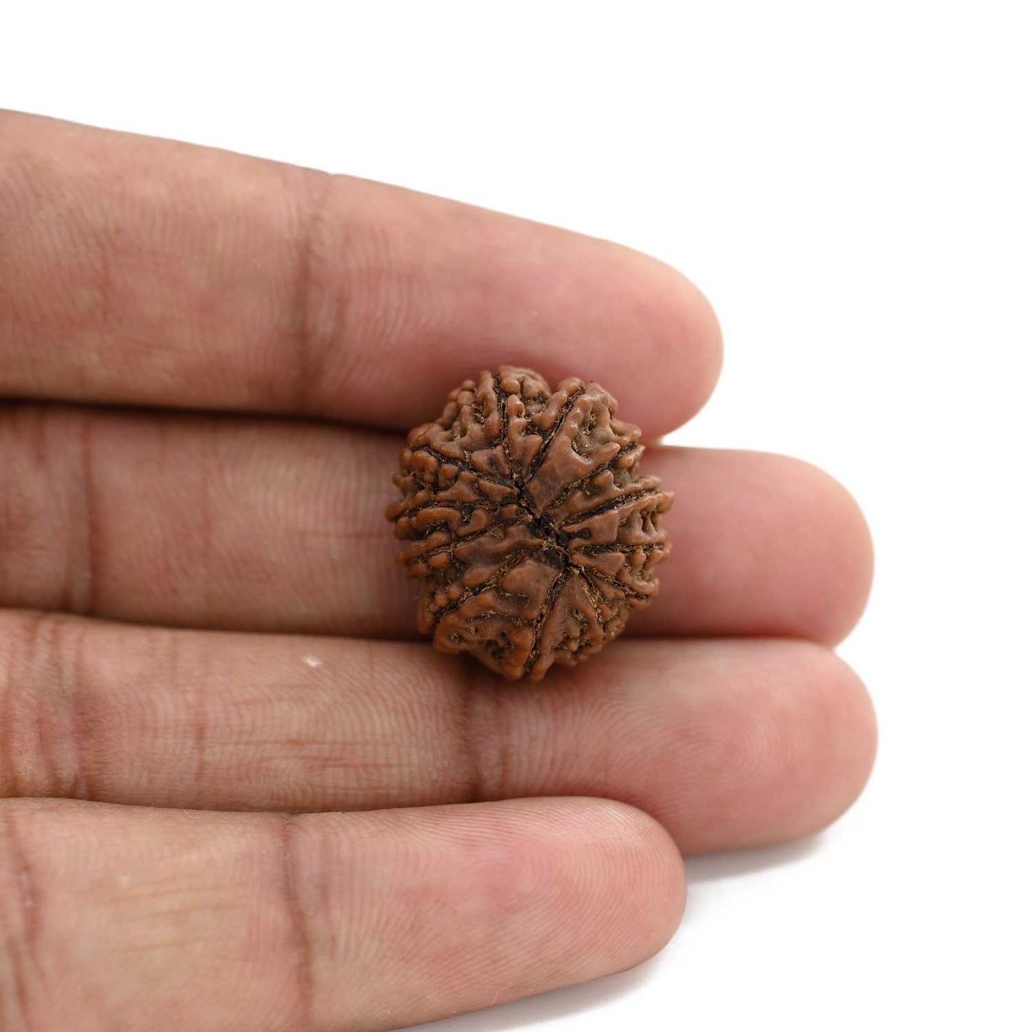 12 Mukhi Rudraksha (Nepal) 23.68 M.M.