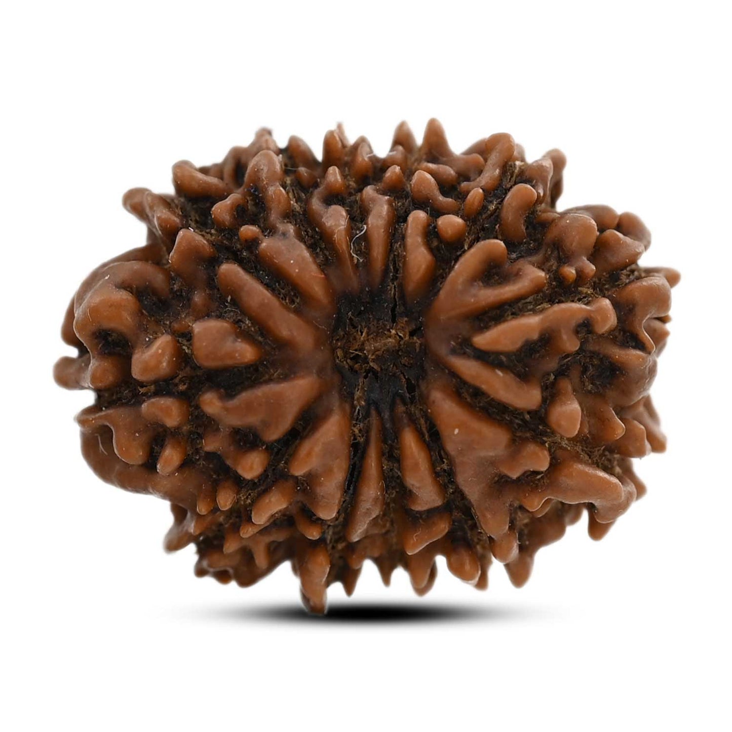 12 Mukhi Rudraksha (Nepal) 24.51 M.M.