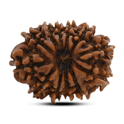 12 Mukhi Rudraksha (Nepal) 24.51 M.M.