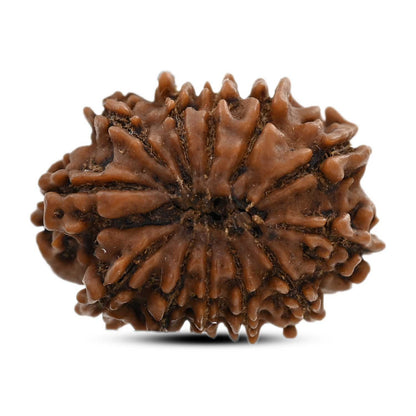 12 Mukhi Rudraksha (Nepal) 24.51 M.M.