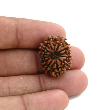 12 Mukhi Rudraksha (Nepal) 24.51 M.M.