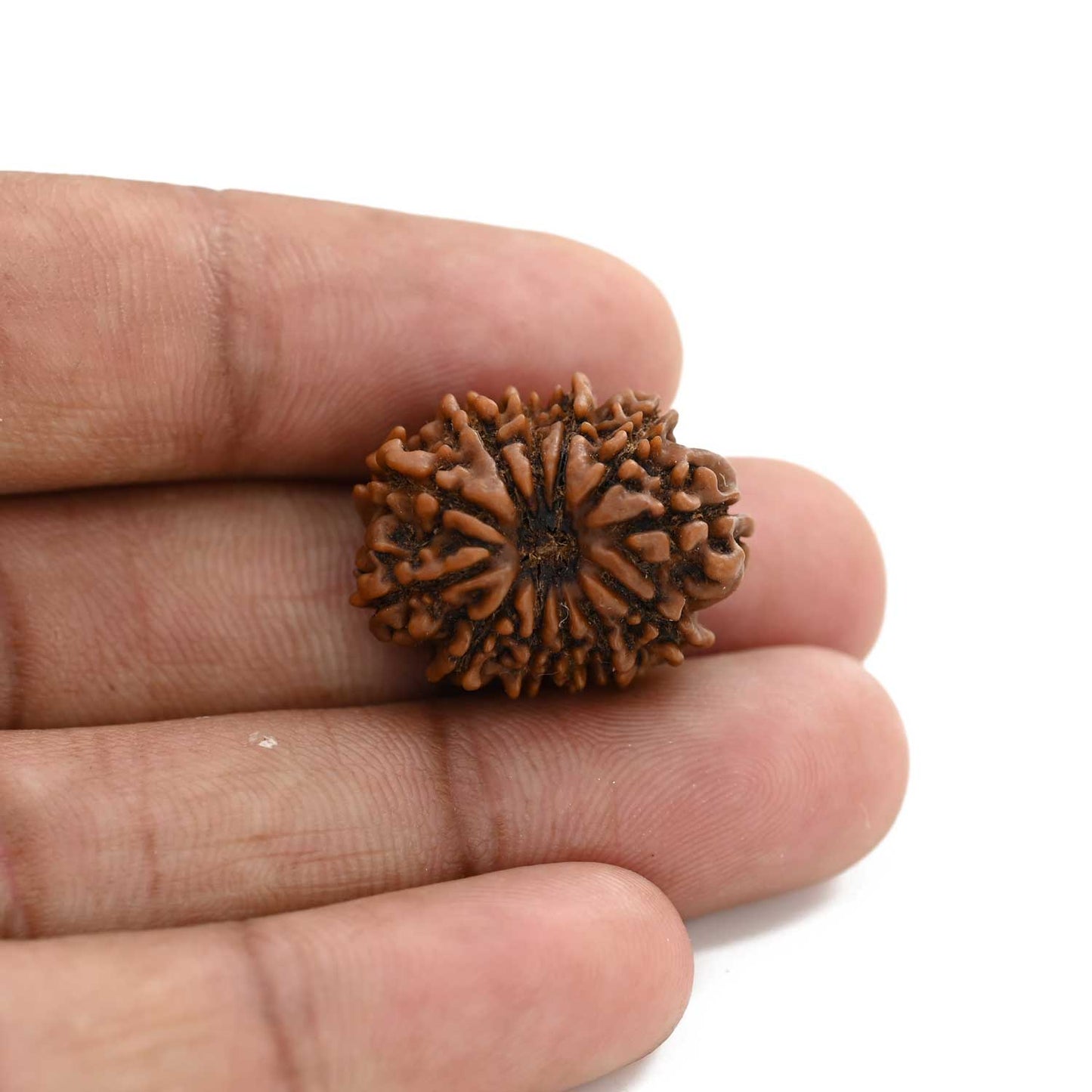 12 Mukhi Rudraksha (Nepal) 24.51 M.M.