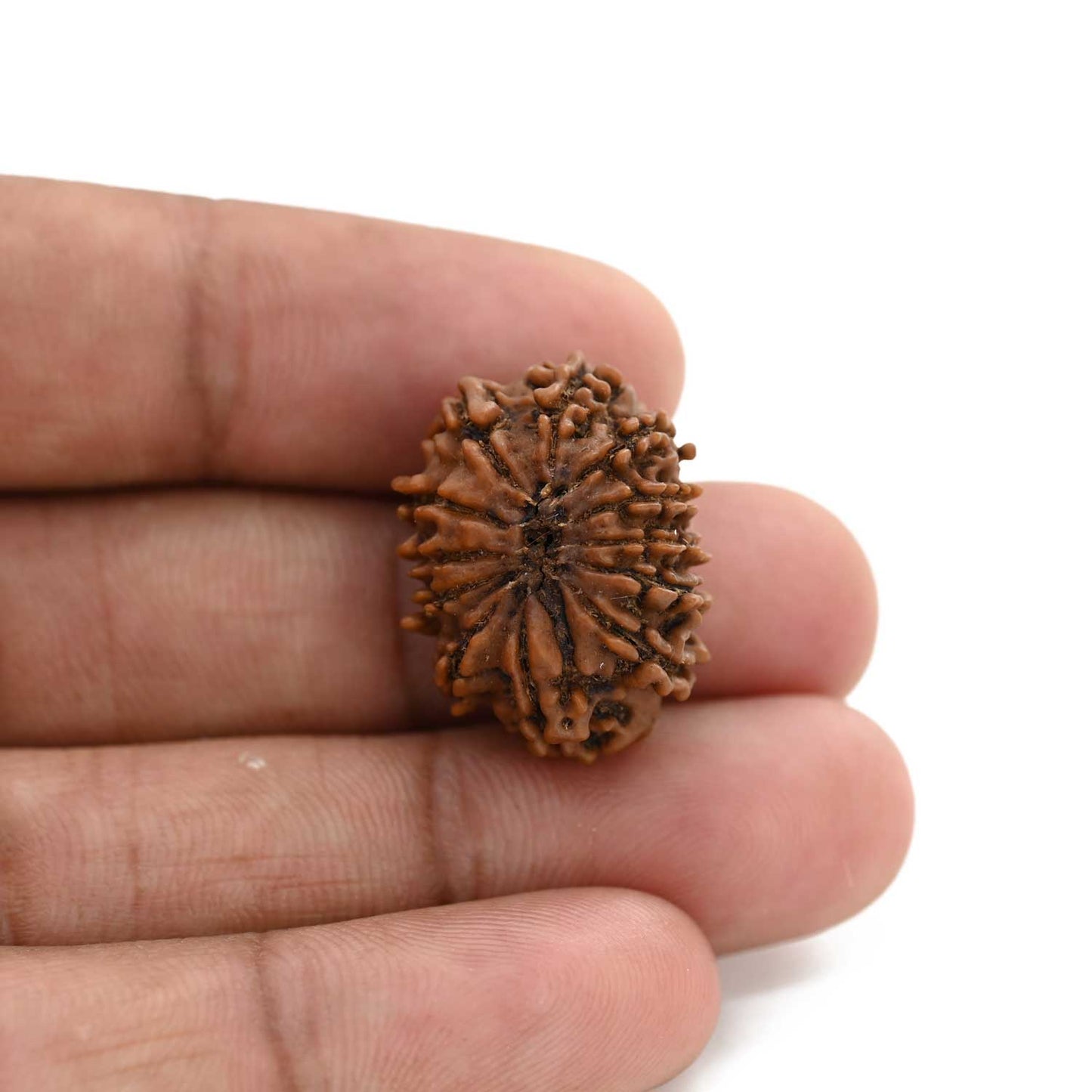12 Mukhi Rudraksha (Nepal) 24.51 M.M.