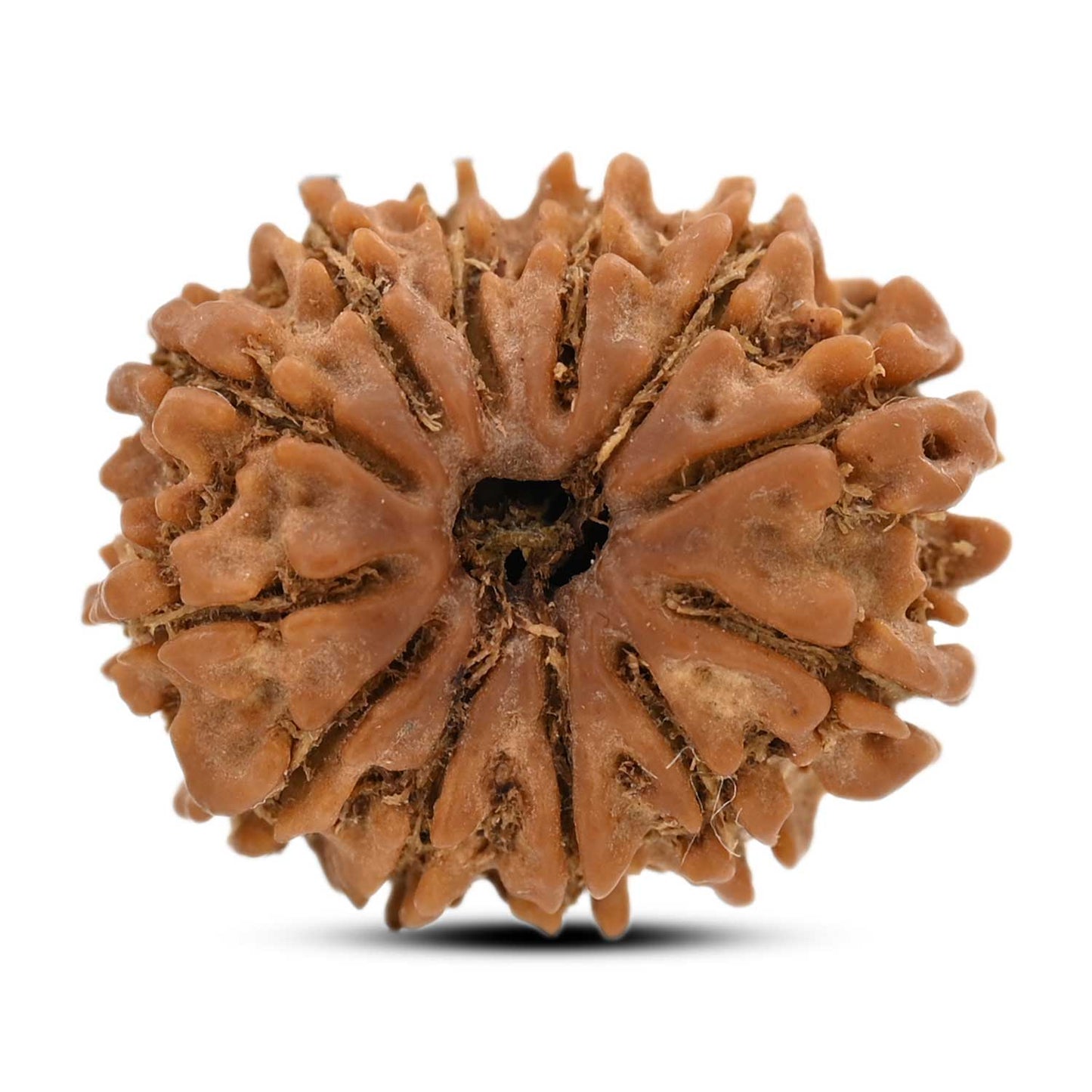 12 Mukhi Rudraksha (Nepal) 25.54 M.M.
