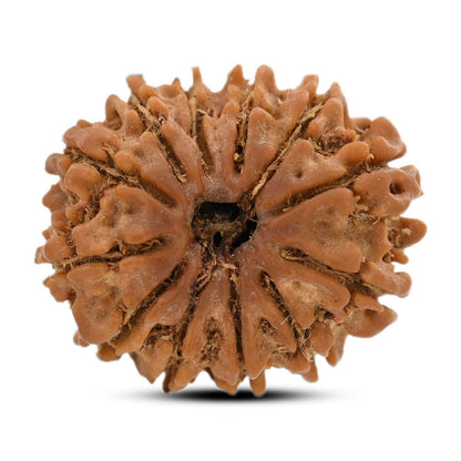 12 Mukhi Rudraksha (Nepal) 25.54 M.M.