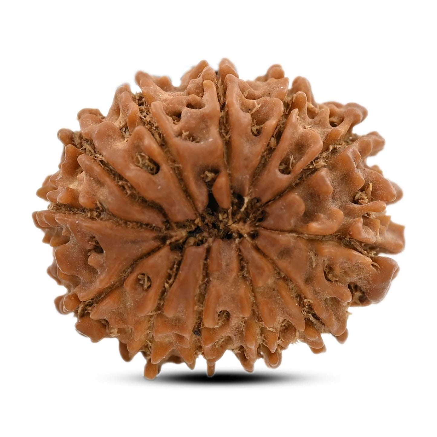 12 Mukhi Rudraksha (Nepal) 25.54 M.M.