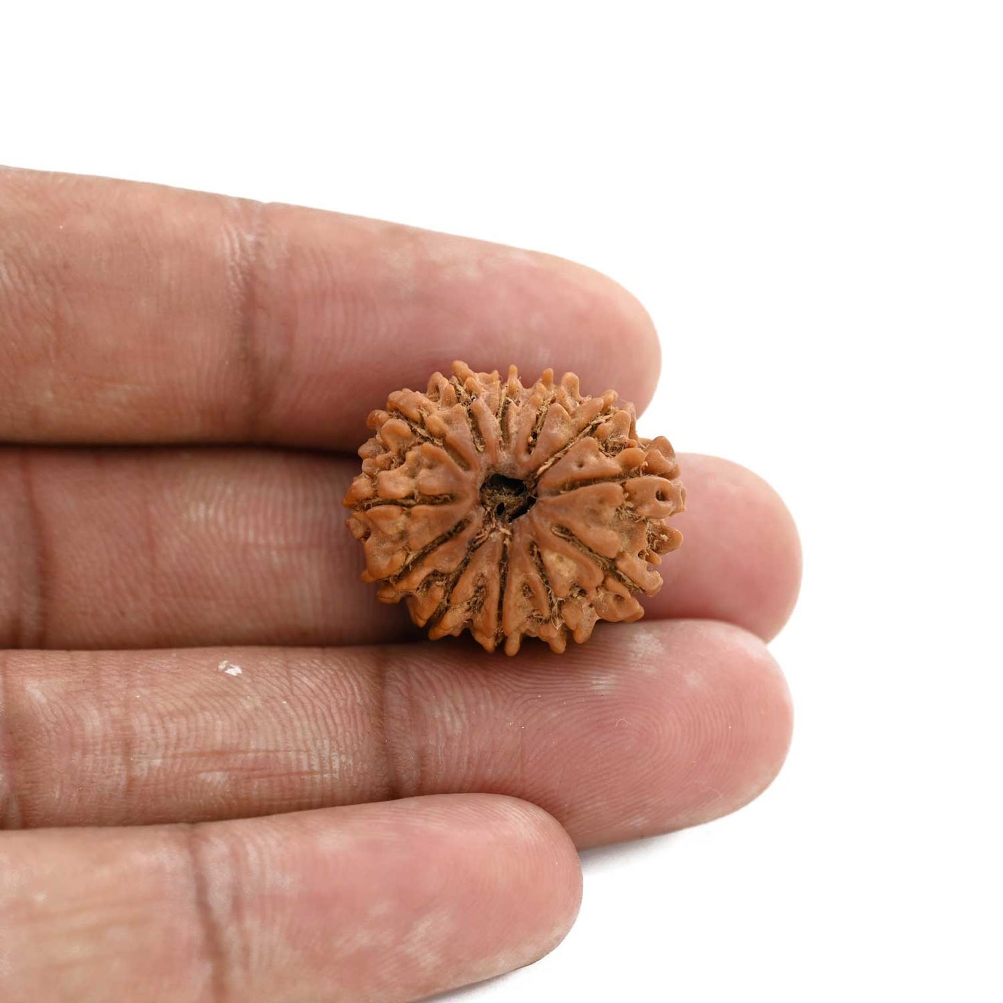 12 Mukhi Rudraksha (Nepal) 25.54 M.M.