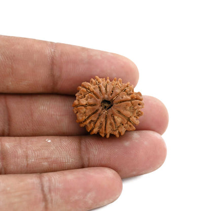 12 Mukhi Rudraksha (Nepal) 25.54 M.M.