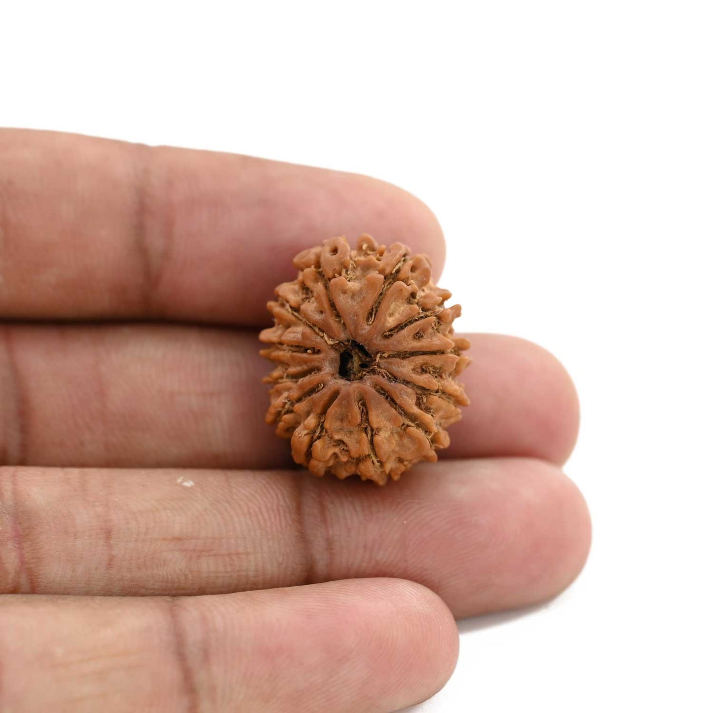12 Mukhi Rudraksha (Nepal) 25.54 M.M.
