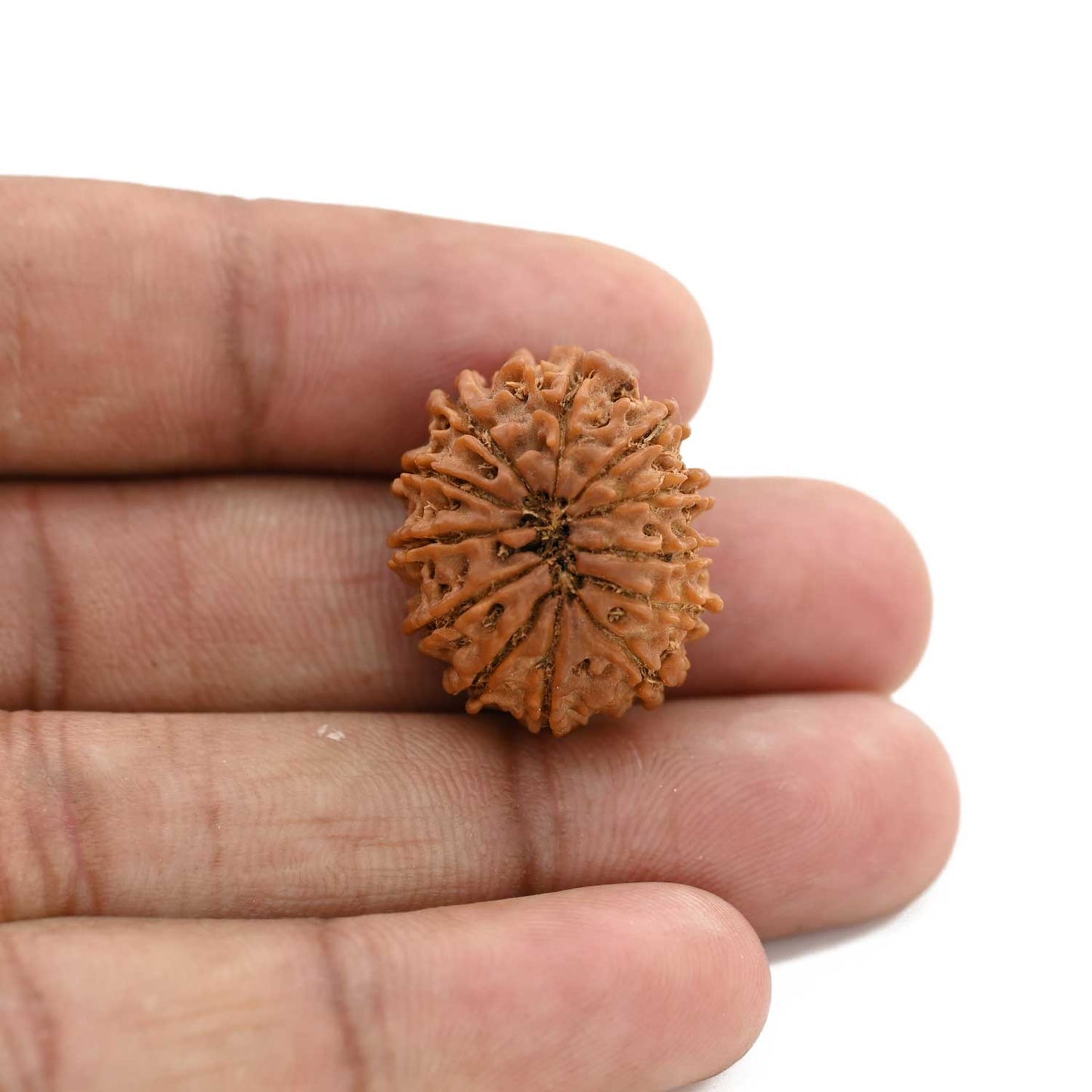 12 Mukhi Rudraksha (Nepal) 25.54 M.M.