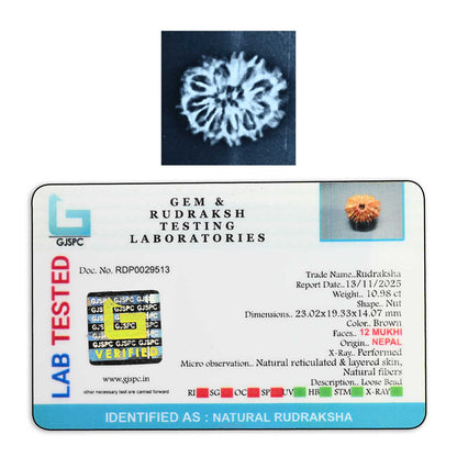 12 Mukhi Rudraksha (Nepal) 25.54 M.M.