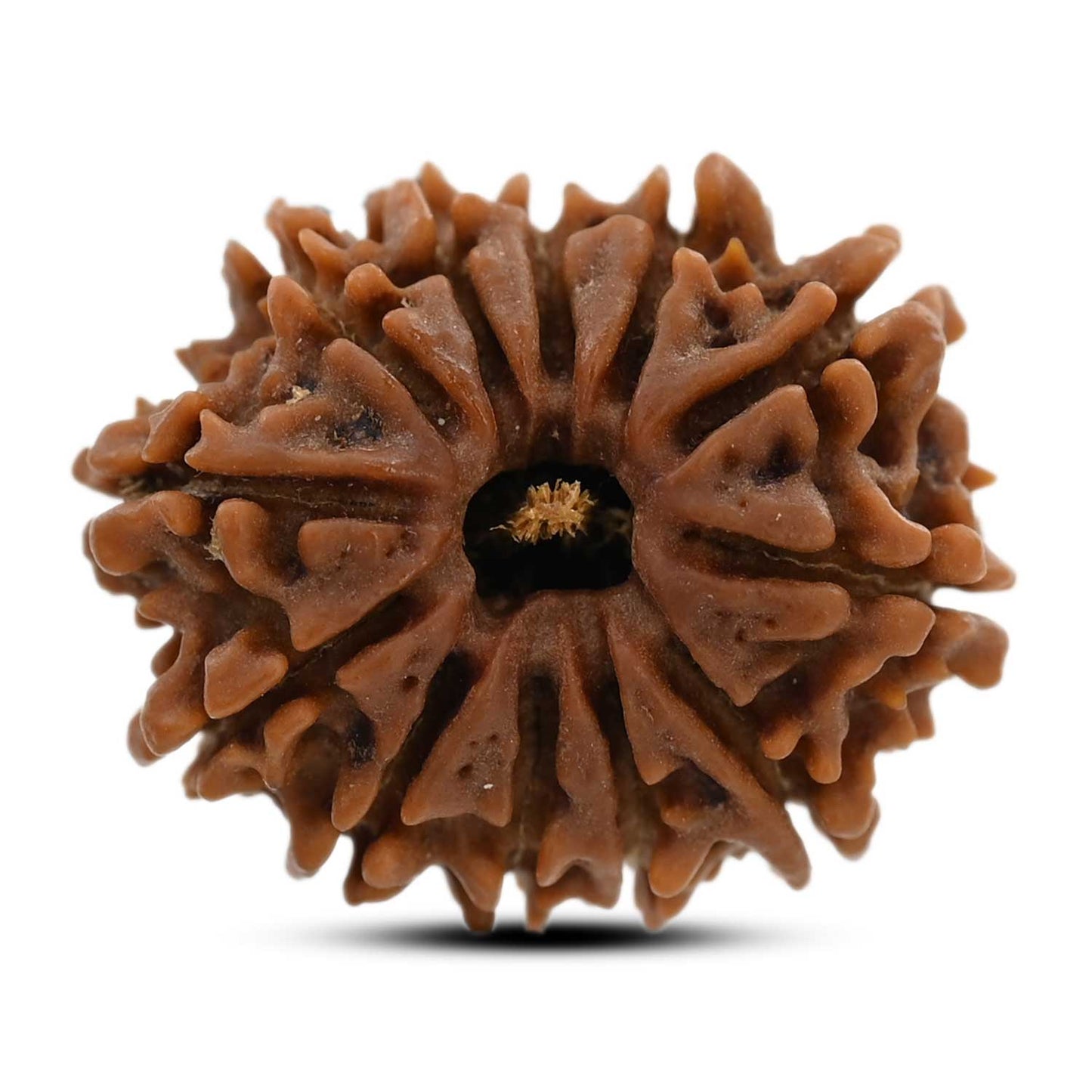 12 Mukhi Rudraksha (Nepal) 25.4 M.M.