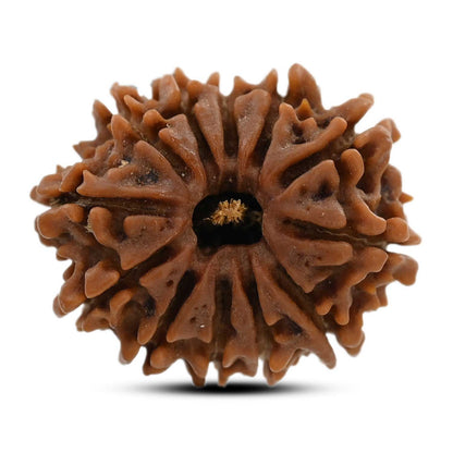 12 Mukhi Rudraksha (Nepal) 25.4 M.M.