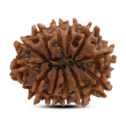 12 Mukhi Rudraksha (Nepal) 25.4 M.M.