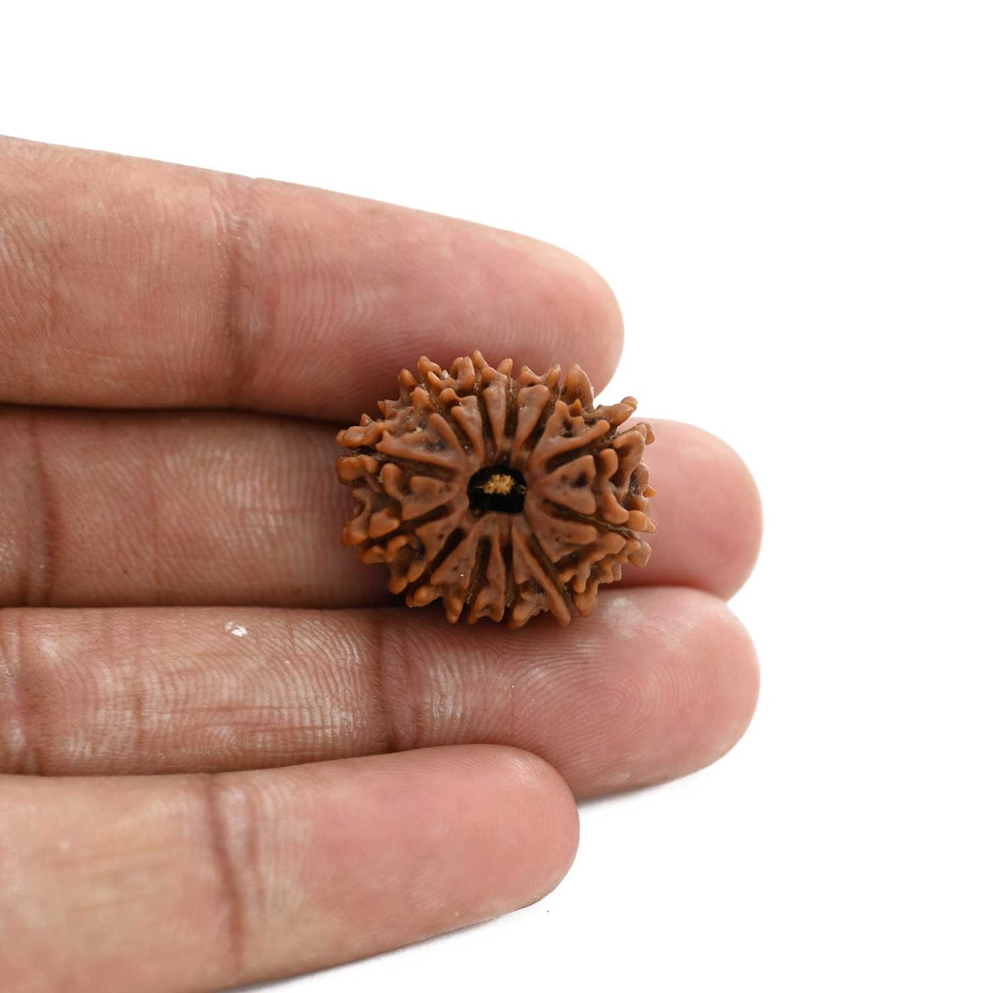 12 Mukhi Rudraksha (Nepal) 25.4 M.M.