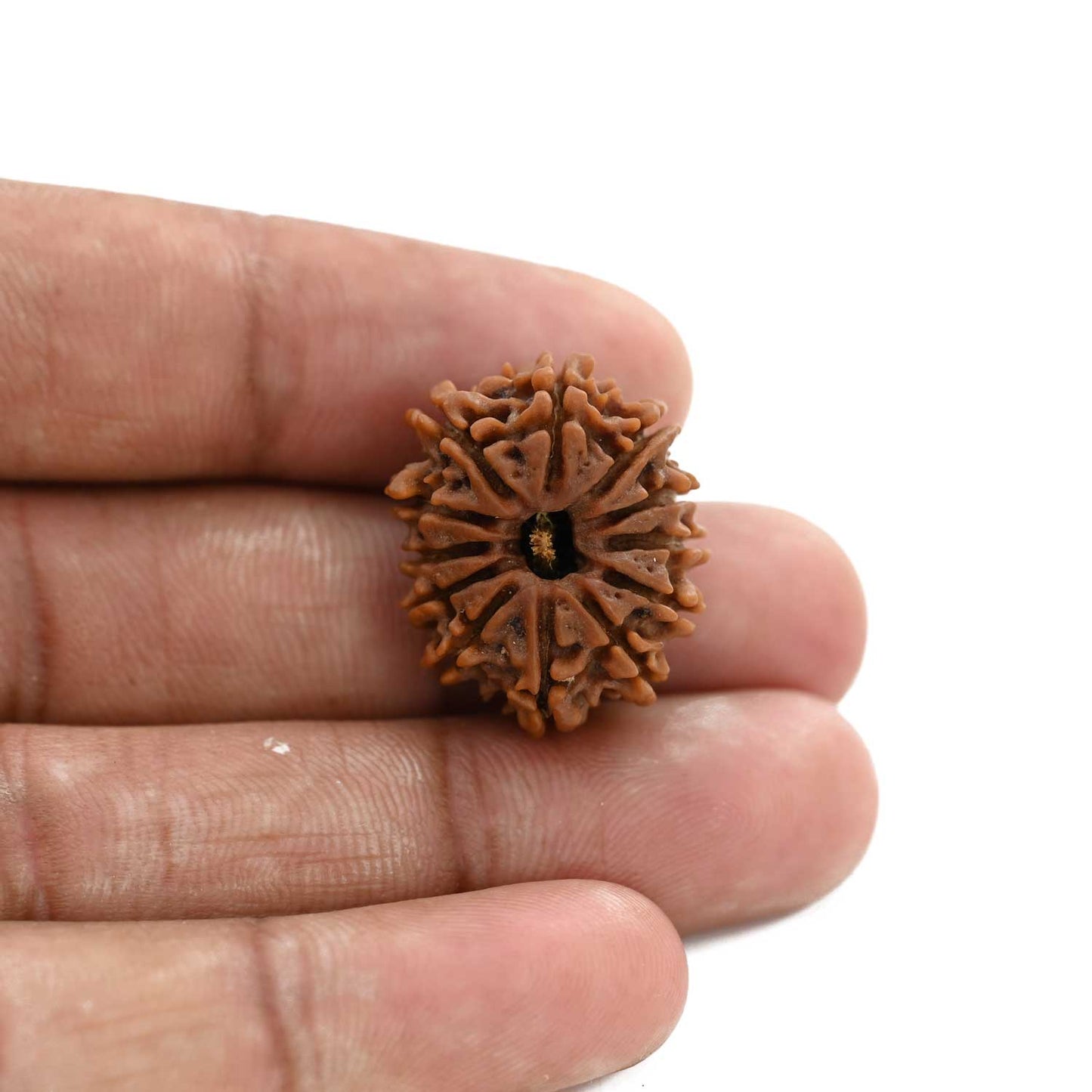 12 Mukhi Rudraksha (Nepal) 25.4 M.M.