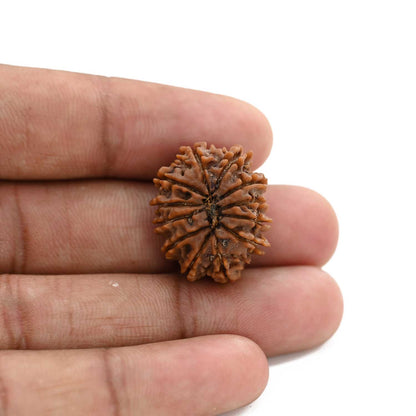 12 Mukhi Rudraksha (Nepal) 25.4 M.M.