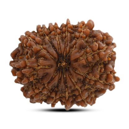 12 Mukhi Rudraksha (Nepal) 23.83 M.M.