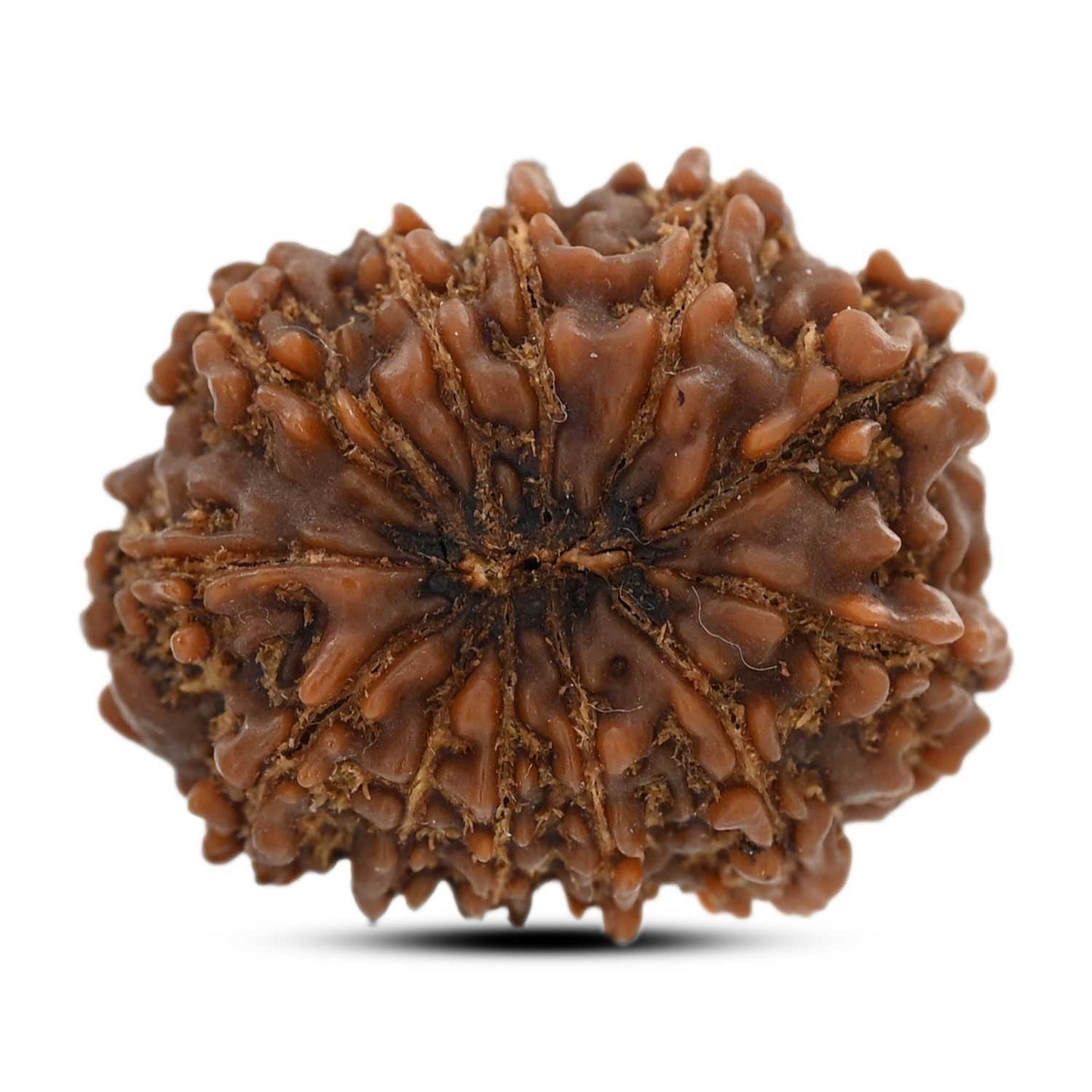 12 Mukhi Rudraksha (Nepal) 23.83 M.M.