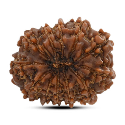 12 Mukhi Rudraksha (Nepal) 23.83 M.M.