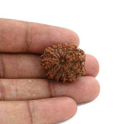 12 Mukhi Rudraksha (Nepal) 23.83 M.M.