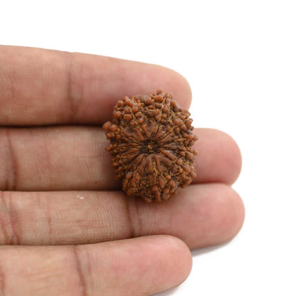 12 Mukhi Rudraksha (Nepal) 23.83 M.M.