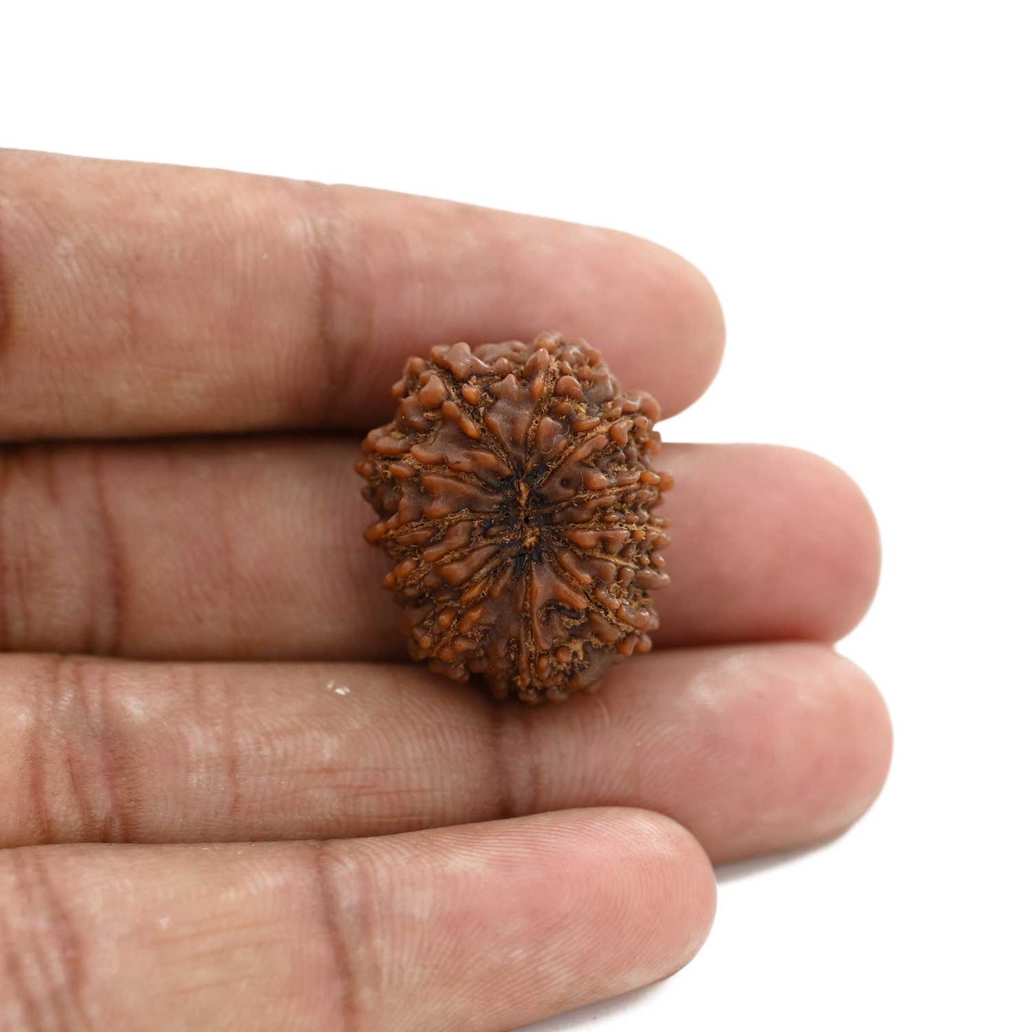 12 Mukhi Rudraksha (Nepal) 23.83 M.M.