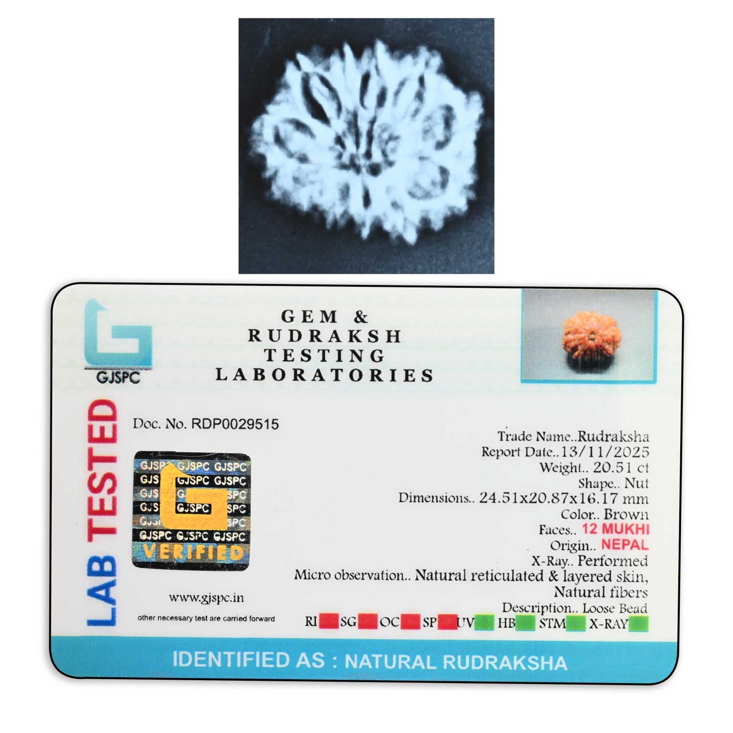 12 Mukhi Rudraksha (Nepal) 23.83 M.M.