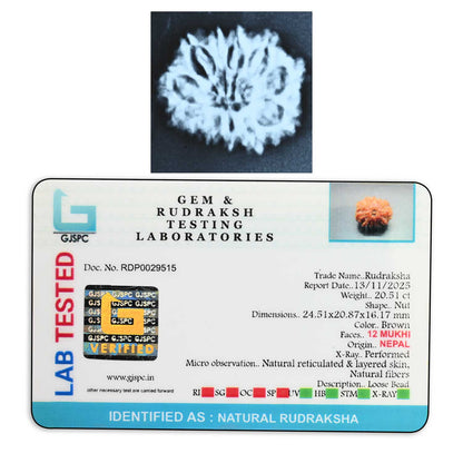 12 Mukhi Rudraksha (Nepal) 23.83 M.M.