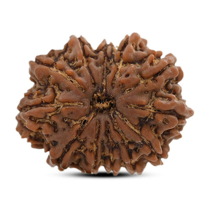 12 Mukhi Rudraksha (Nepal) 23.3 M.M.