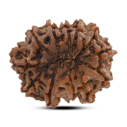 12 Mukhi Rudraksha (Nepal) 23.3 M.M.