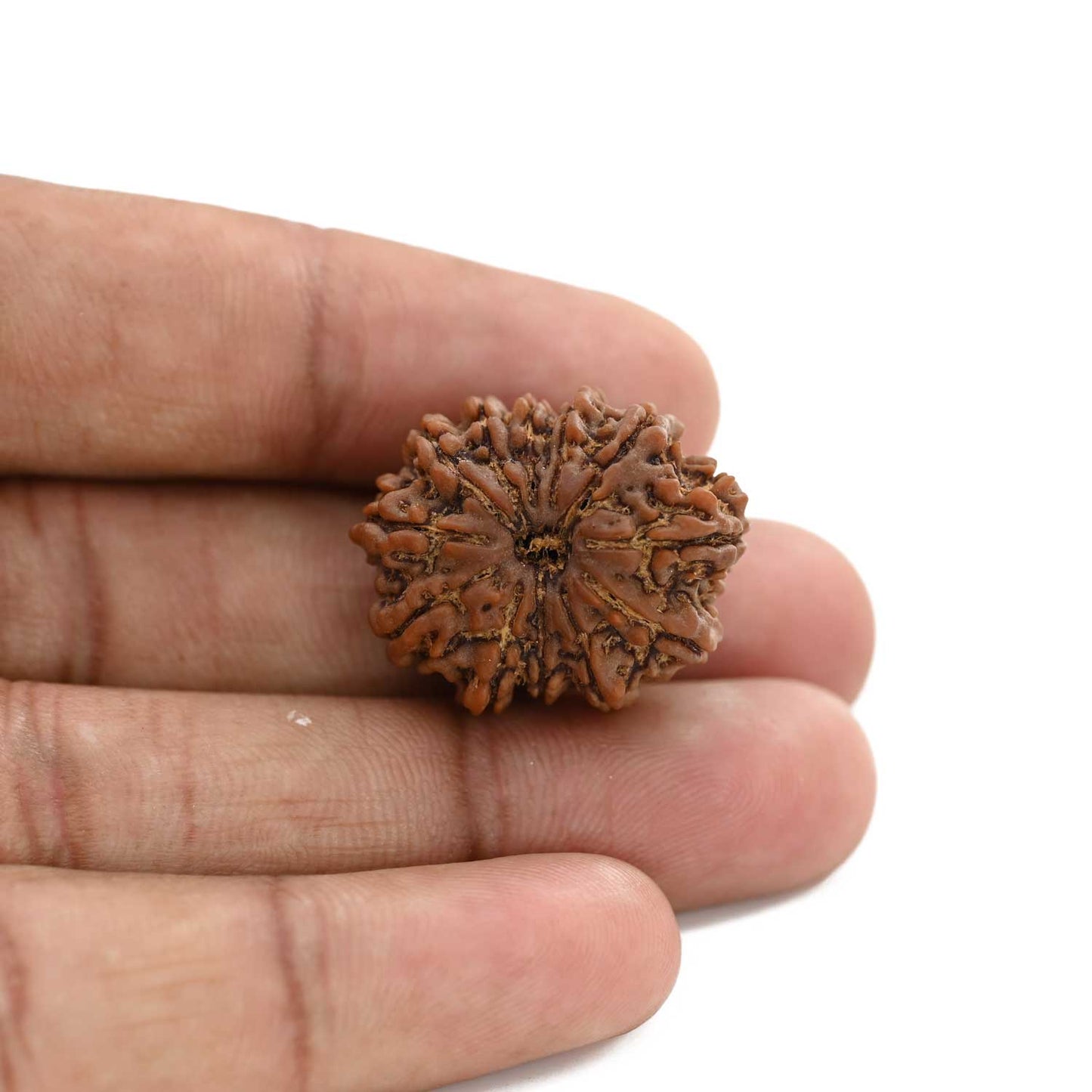 12 Mukhi Rudraksha (Nepal) 23.3 M.M.