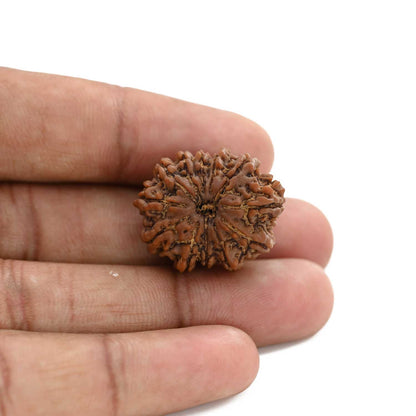 12 Mukhi Rudraksha (Nepal) 23.3 M.M.