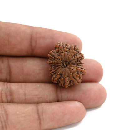 12 Mukhi Rudraksha (Nepal) 23.3 M.M.
