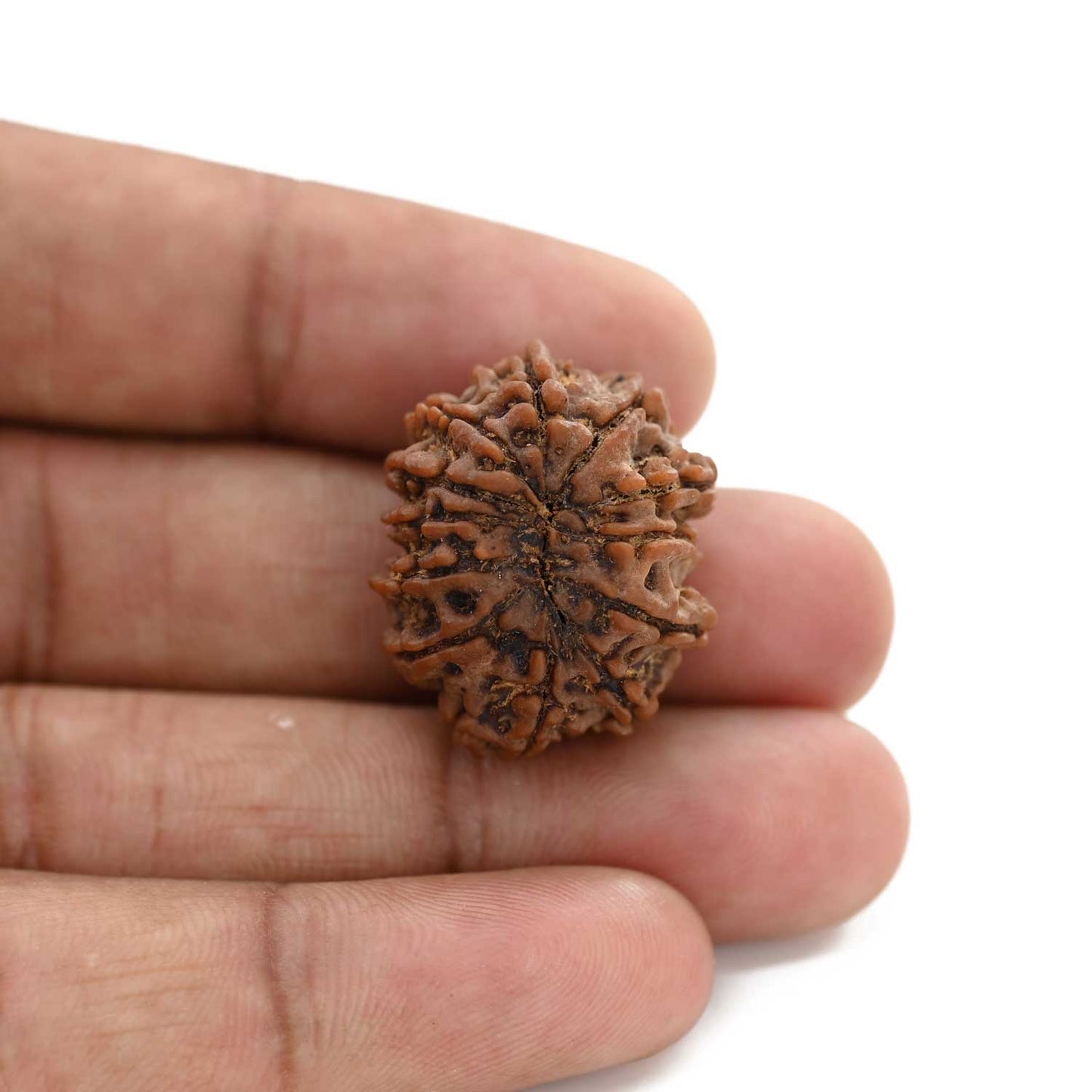 12 Mukhi Rudraksha (Nepal) 23.3 M.M.