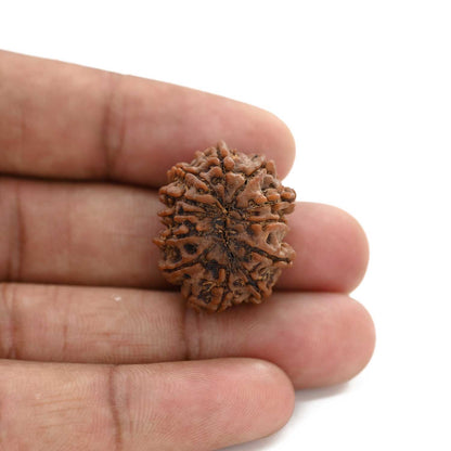 12 Mukhi Rudraksha (Nepal) 23.3 M.M.