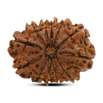 12 Mukhi Rudraksha (Nepal) 23.17 M.M.