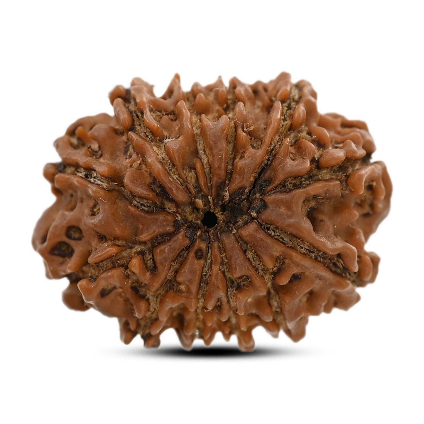 12 Mukhi Rudraksha (Nepal) 23.17 M.M.