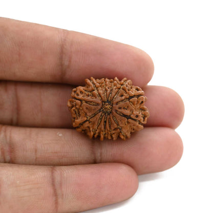 12 Mukhi Rudraksha (Nepal) 23.17 M.M.