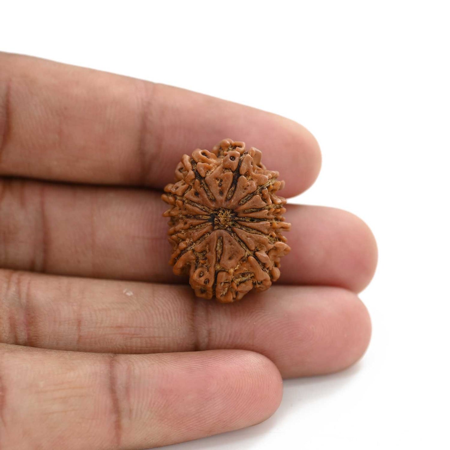 12 Mukhi Rudraksha (Nepal) 23.17 M.M.