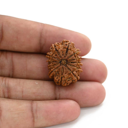 12 Mukhi Rudraksha (Nepal) 23.17 M.M.