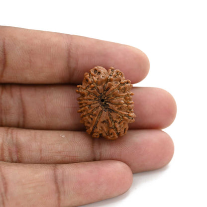 12 Mukhi Rudraksha (Nepal) 23.17 M.M.