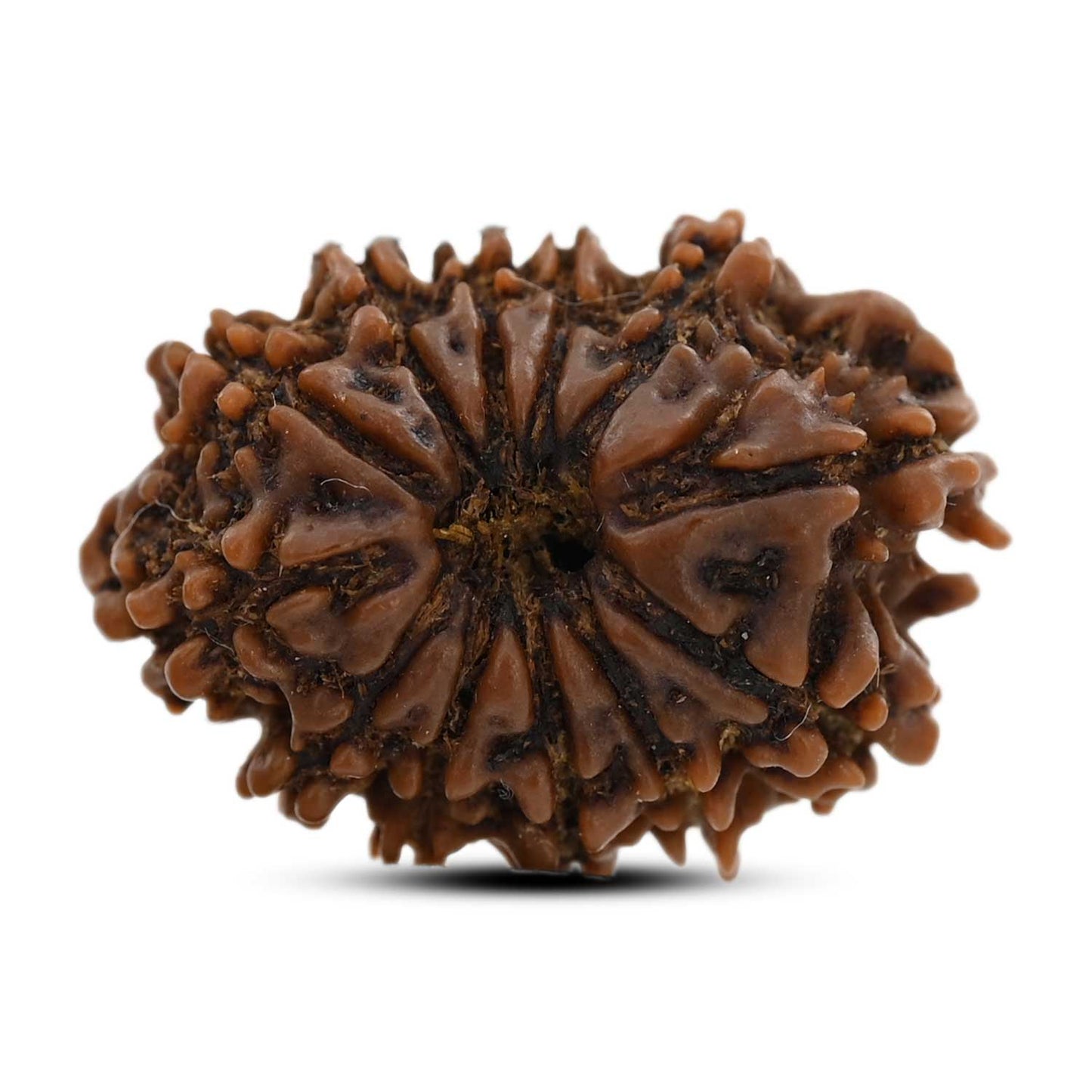 12 Mukhi Rudraksha (Nepal) 25.01 M.M.