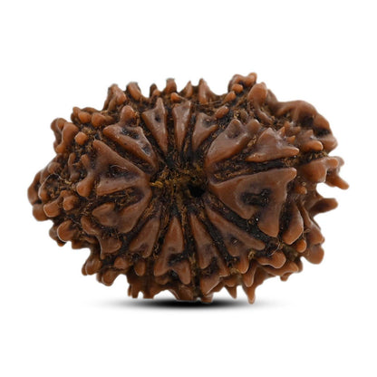 12 Mukhi Rudraksha (Nepal) 25.01 M.M.