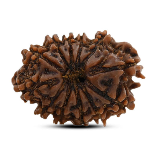 12 Mukhi Rudraksha (Nepal) 23.83 M.M.