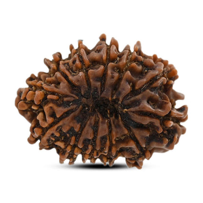12 Mukhi Rudraksha (Nepal) 25.01 M.M.