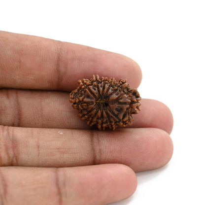 12 Mukhi Rudraksha (Nepal) 25.01 M.M.