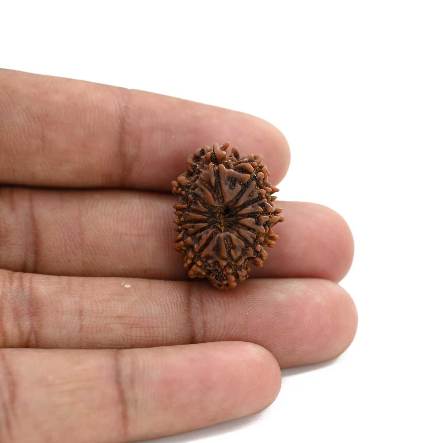 12 Mukhi Rudraksha (Nepal) 25.01 M.M.